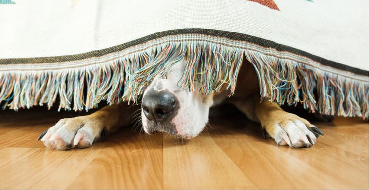 A dog hiding under the couch during fireworks.