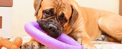 What Your 9 month old Puppy Needs PetPlace