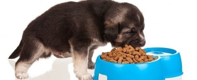 should i soften my puppies food