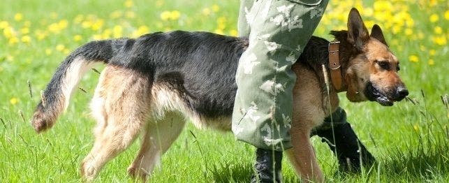 Top ten best sale police dogs