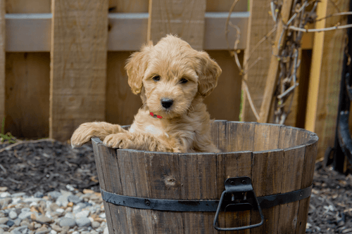 Golden hotsell snickerdoodle dog