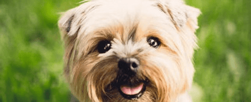 The Shih Tzu's Purpose: To Please People for a Thousand Years – American  Kennel Club