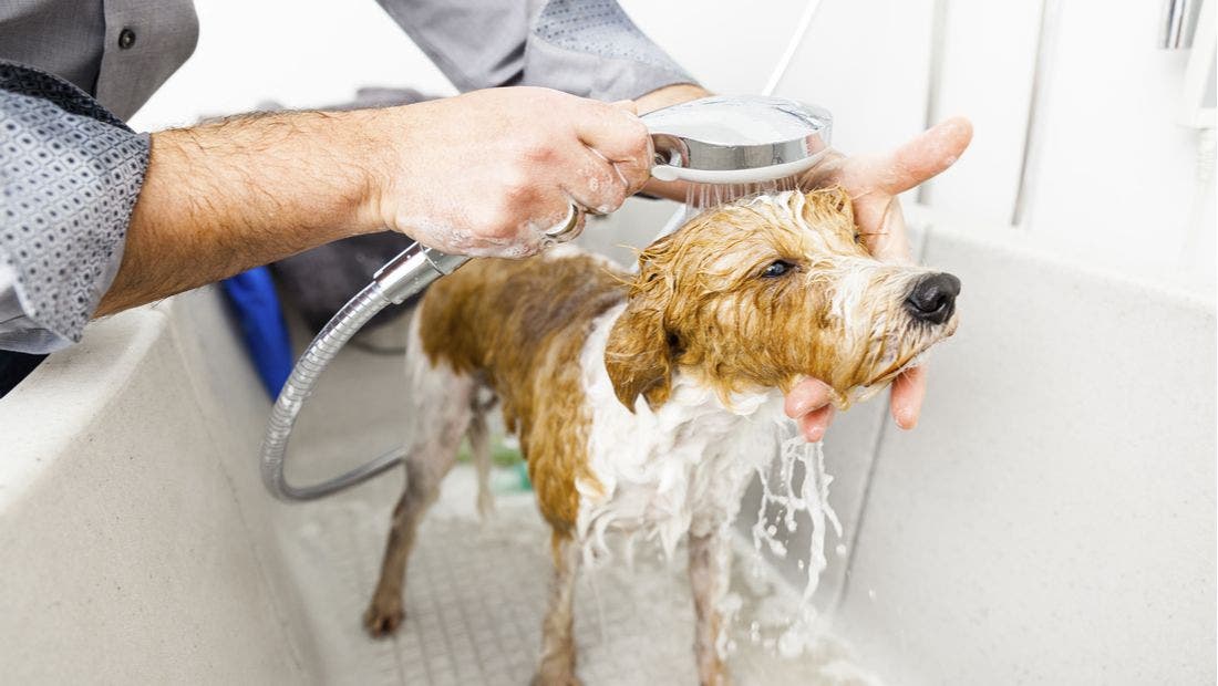 Best way to clearance bathe a puppy