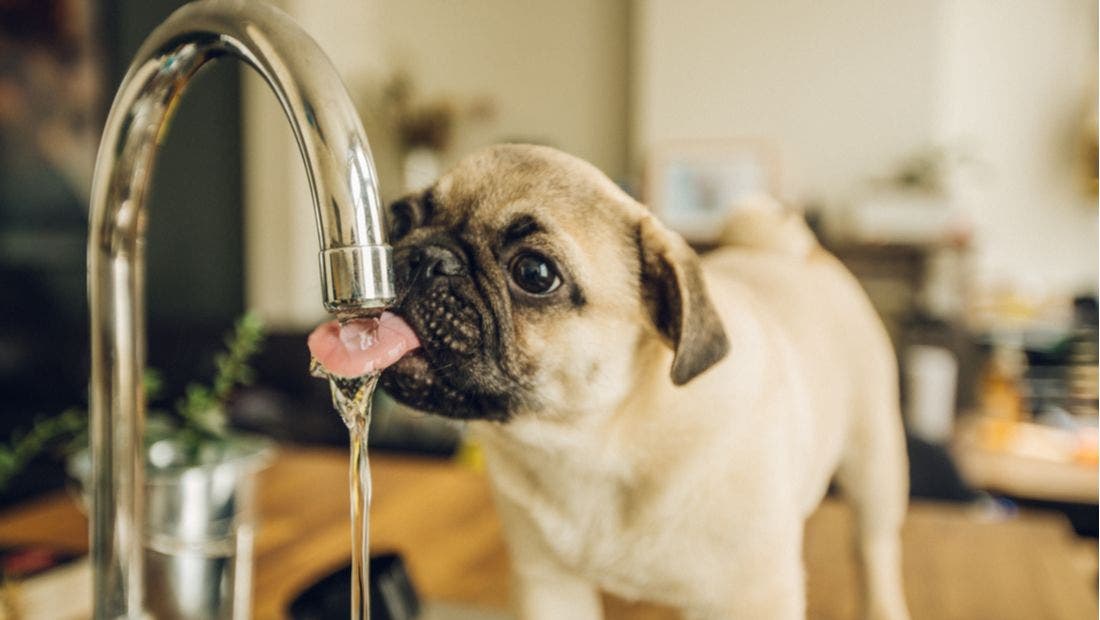 What Is Lurking in Your Dog's Water Bowl?