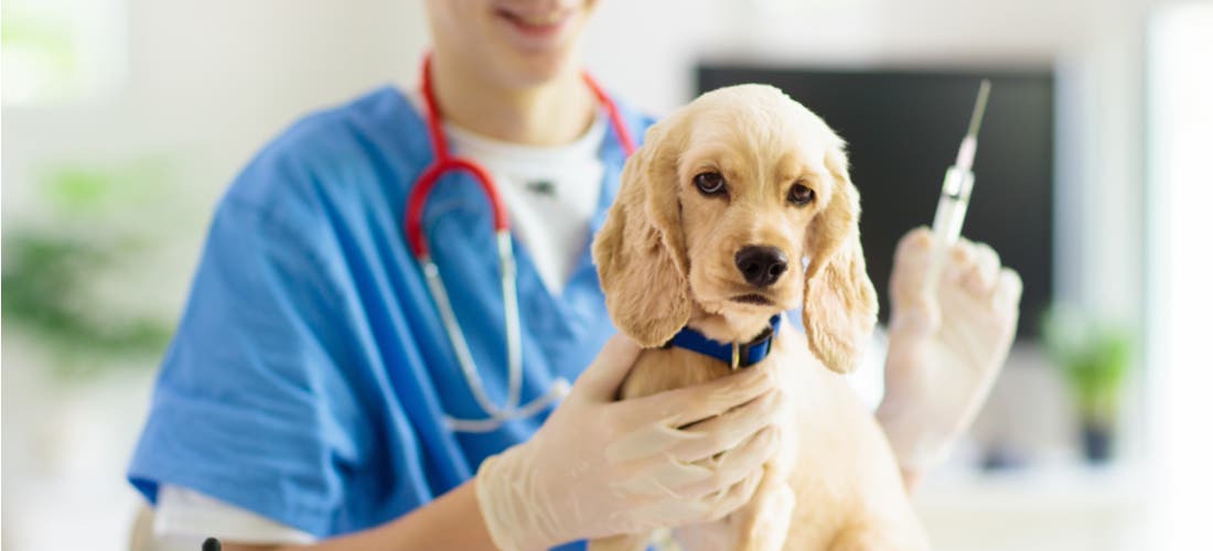 Puppy Vaccinations: When to Get Them and Why