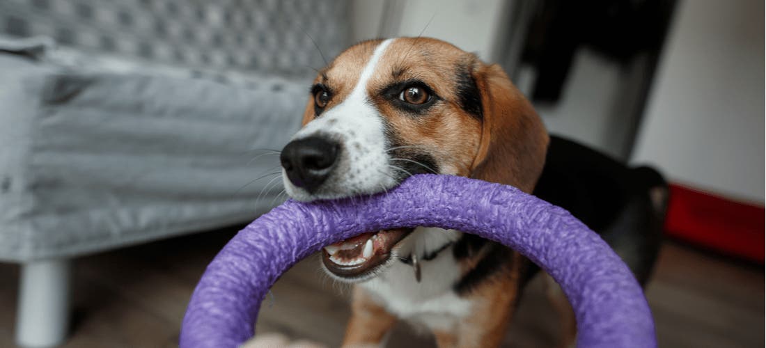 Why Dogs Chew Their Toys  PetPartners Pet Insurance