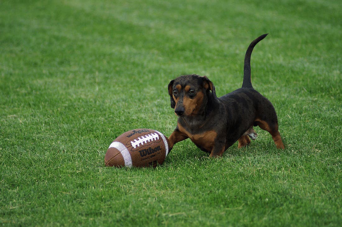 Football Dog Names 