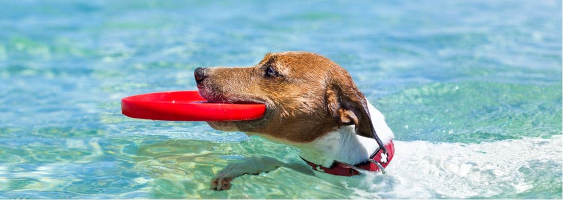 lake-ocean-water-themed-dog-names-petplace