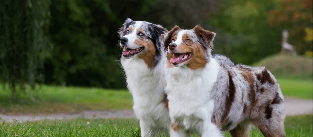 Badass dog names cheap for australian shepherd