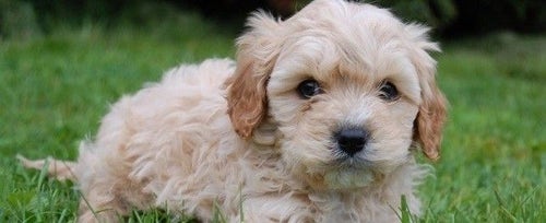 Cavapoo stuff outlet