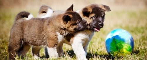 The Role of Doggie Playdates: Socializing and Exercising Together - Finding Compatible Playmates