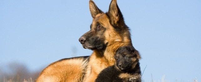 how big do female german shepherd get