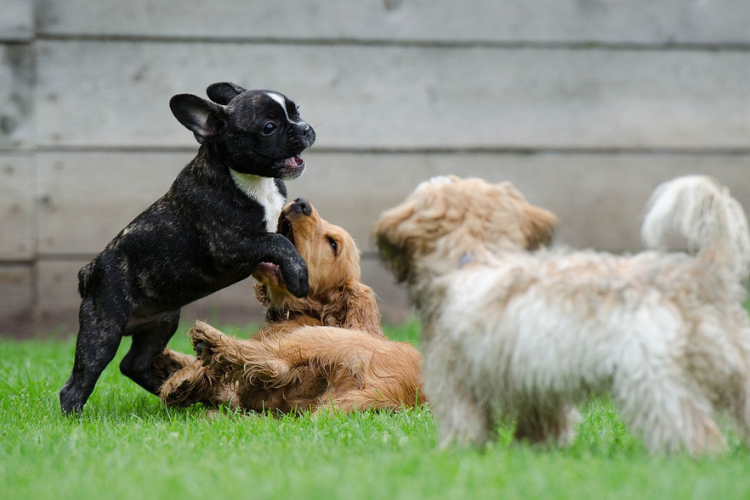 Puppy Playdate Guide | PetPlace.com