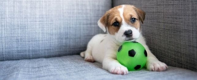 Why Dogs Chew Their Toys  PetPartners Pet Insurance