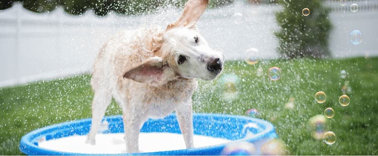 A dog splashing around in a kiddie pool.