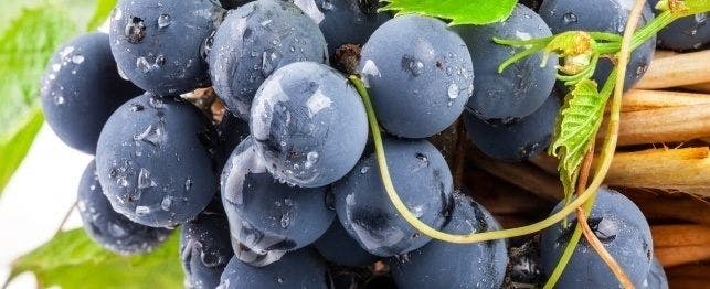 A bundle of grapes, which are toxic to dogs.
