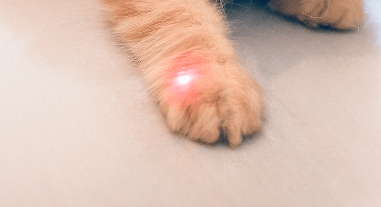 A red dot from a laser pointer flashing on a pet dog's paw.