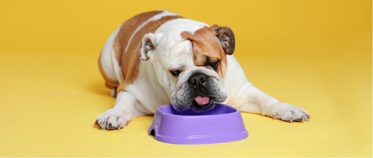 A bulldog eats from a purple bowl in front of a yellow background.