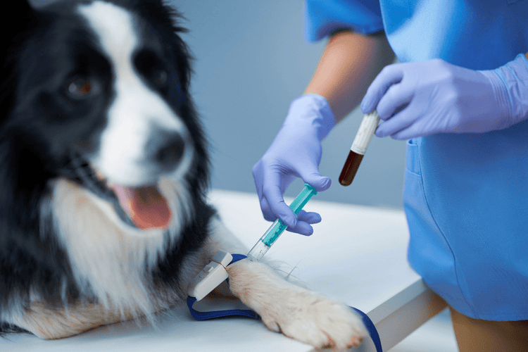 A vet takes blood from a dog to test for cyanosis.