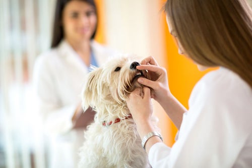 can clindamycin be used for eye infection in dogs