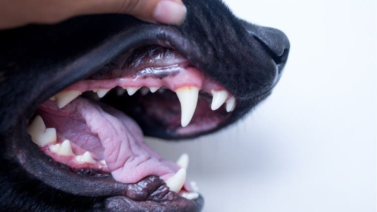 A close-up of a healthy dog's gums.