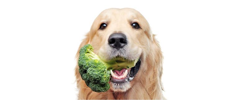 A Golden Retriever bites into a piece of broccoli.