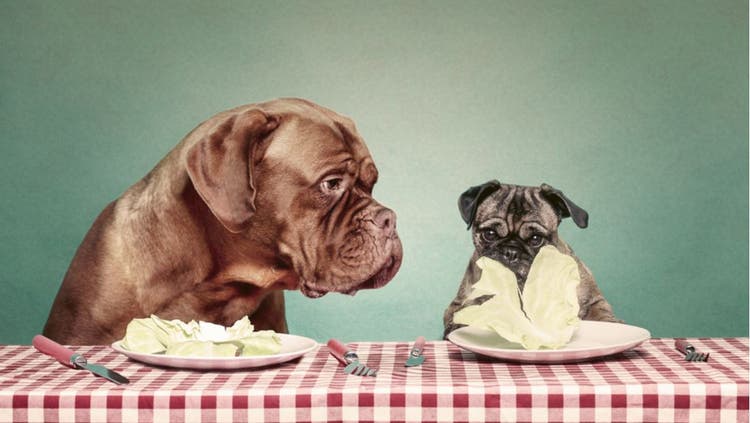 Dog Eating Lettuce