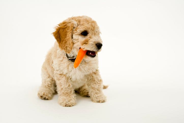 Dog shop eating carrots