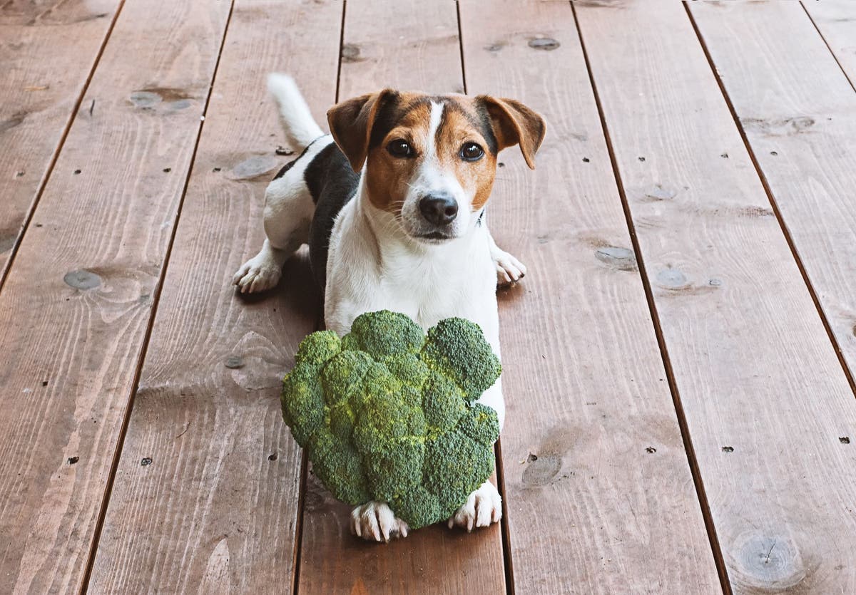 Can dogs be healthy on a vegan clearance diet