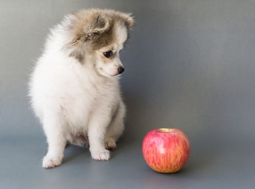 Apples and 2024 dogs health