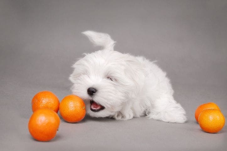 Can i give outlet my dog oranges