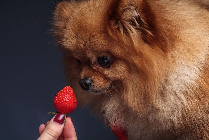 how many strawberries can a puppy eat