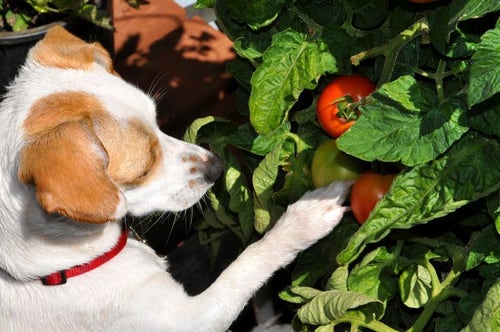 Are tomatoes shop bad for dogs