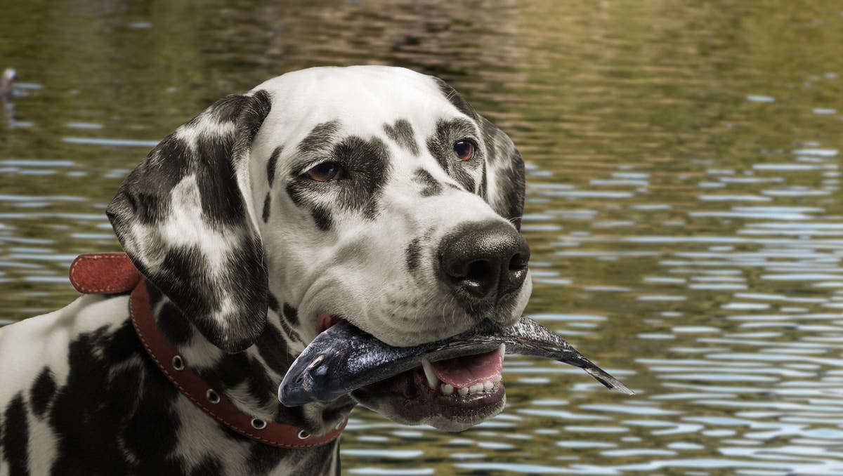 Can Dogs Eat Fish? A Guide to Fish for Dogs