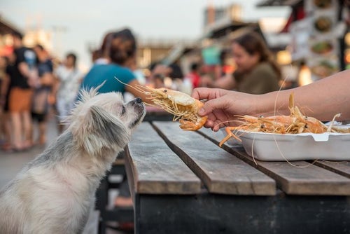 Can dogs eat outlet raw shrimp