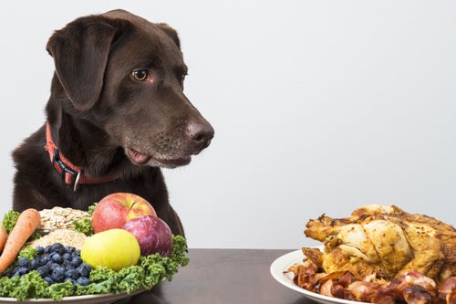 Plant based shop dog diet