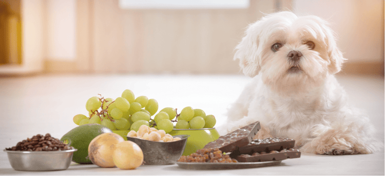A dog looking at chocolate, grapes, and other items they can't eat.
