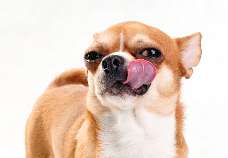 Dog licking their lips.