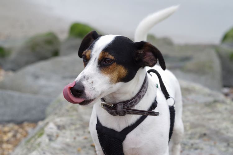 A Jack Russell Terrier licks the air.