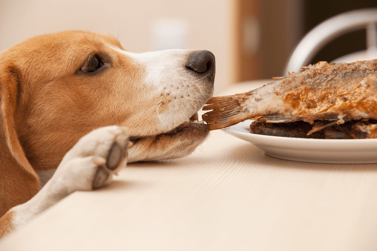 A dog reaches his snout onto a table to take a bite of cooked fish, potentially causing his breath to smell like fish.