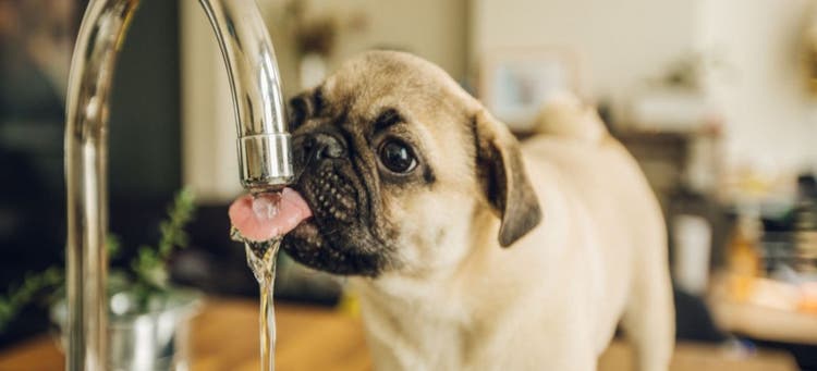 Dehydration is one cause for dark urine in dogs.