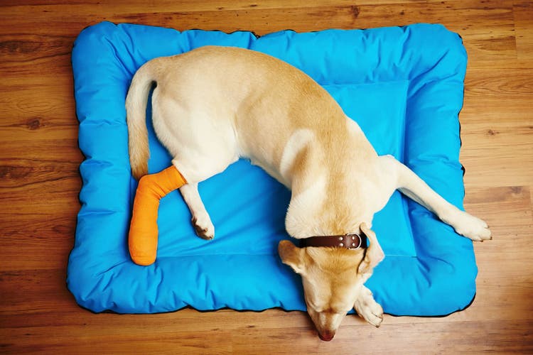 femur fracture in dogs