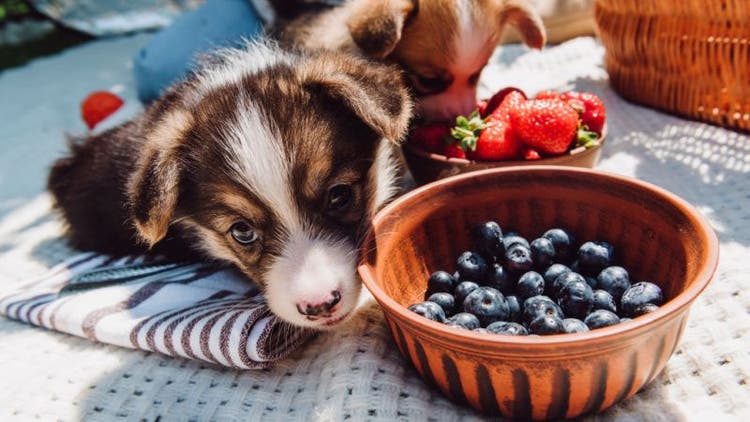 Blueberries are a great food topper for dogs