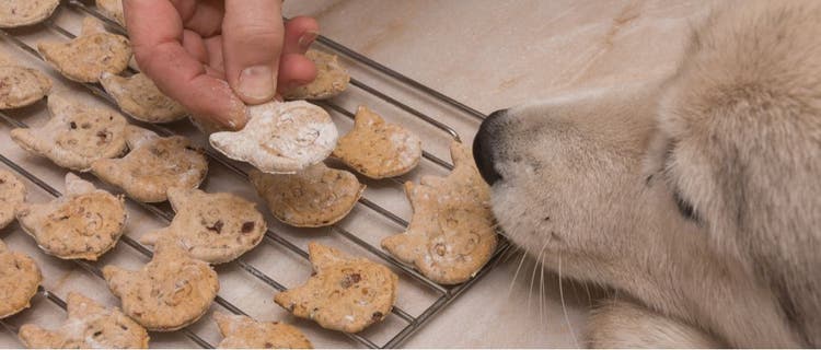 A dog smells a tray of homemade treats.