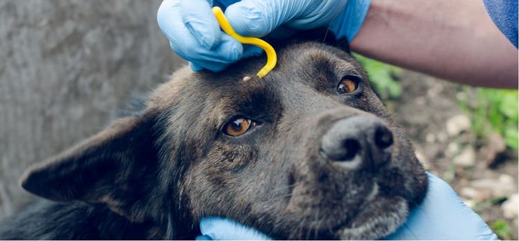 A tick being removed from a dog's head with a hook.