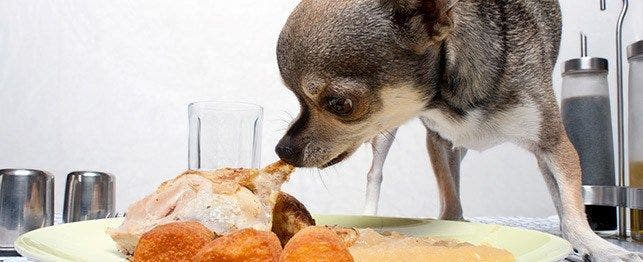 What Happens to a Dog Who Eats Table Scraps?