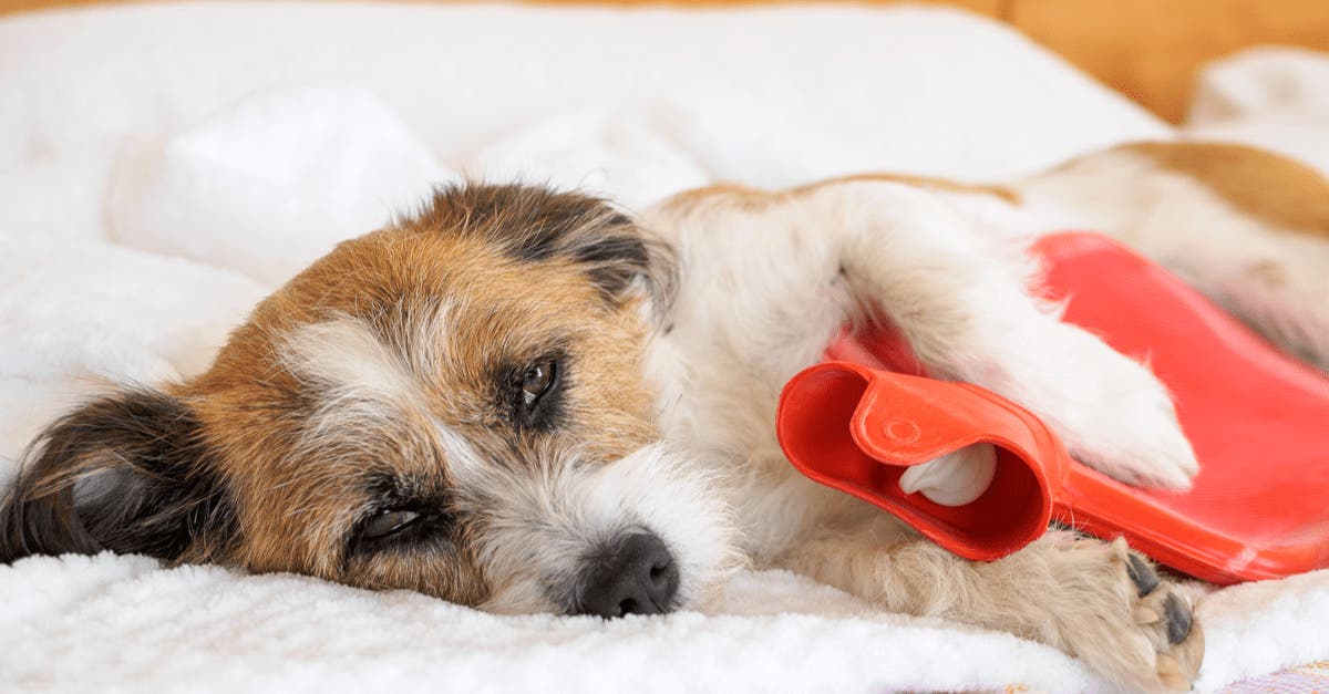 Bland diet for outlet dogs with colitis