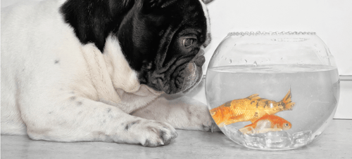 Dog 2025 ate goldfish