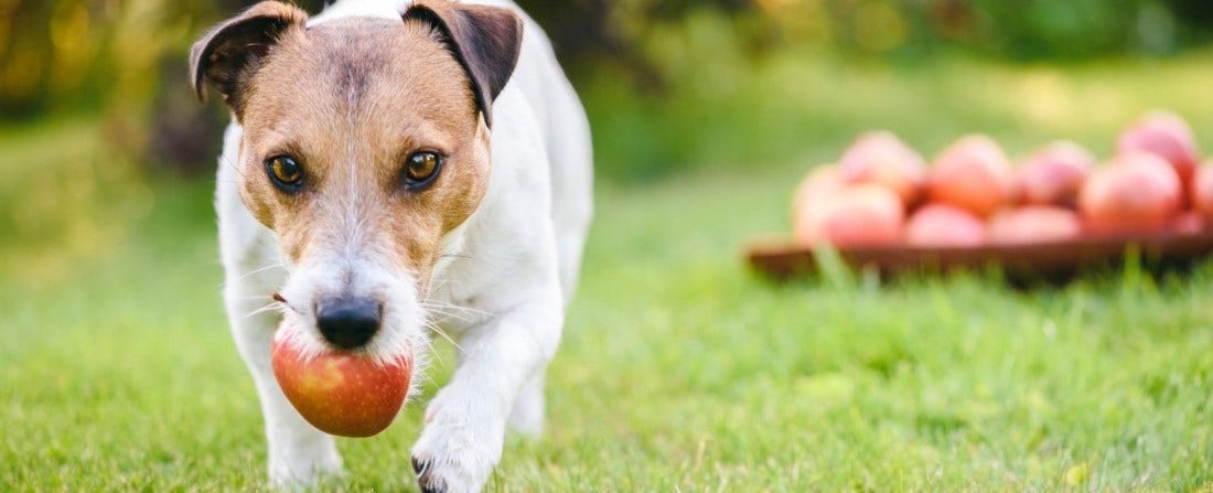 7-healthy-human-foods-for-dogs-petplace