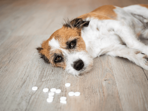 My dog ate store acetaminophen